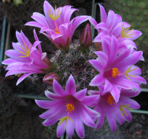 Serafimovi